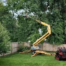 Best Fruit Tree Pruning  in Otsego, MI