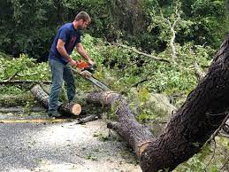 Best Hazardous Tree Removal  in Otsego, MI