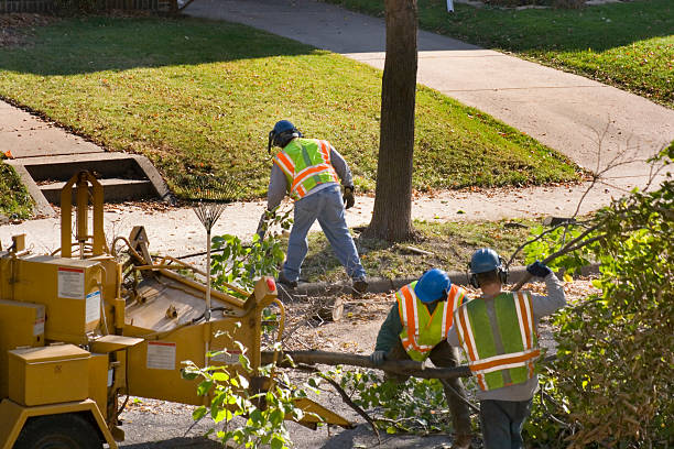 Best Emergency Tree Removal  in Otsego, MI