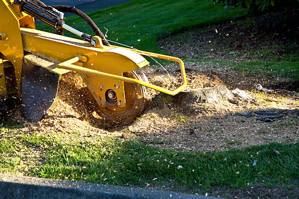 Best Tree Disease Treatment  in Otsego, MI