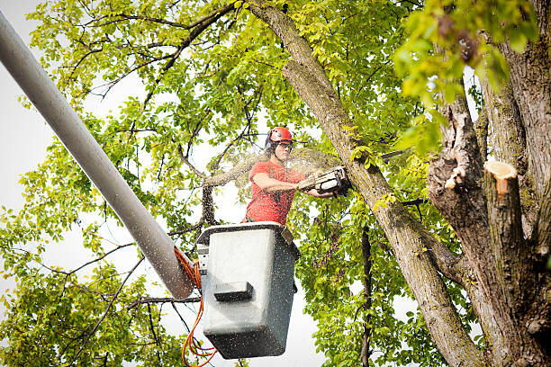 Best Tree Cabling and Bracing  in Otsego, MI