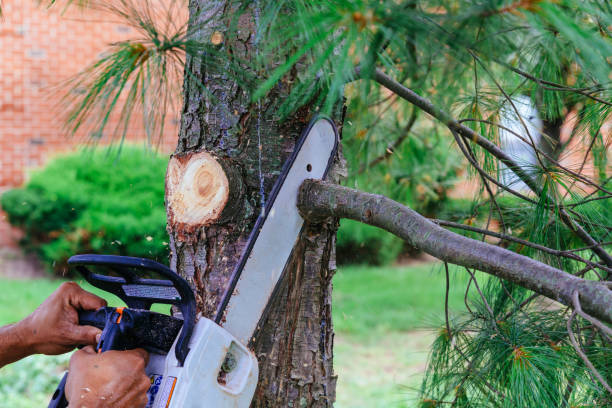 Otsego, MI Tree Removal Company